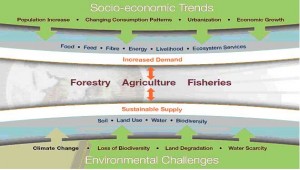 FAO Food Diagram